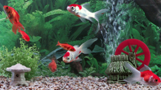 aquaview Goldfish Relaxation SDVideo